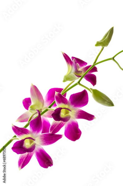 Fototapeta Orchind isolated white background