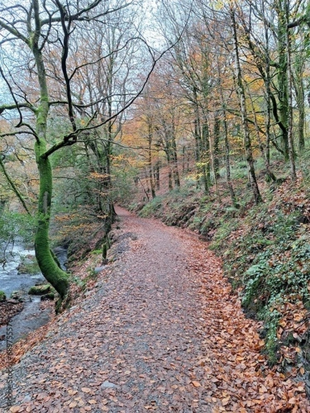 Obraz Beautiful Autumn Woodland Walk alongside the River Okement in Devon, UK