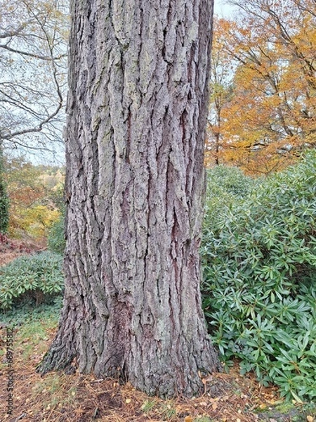 Obraz Pine tree trunk background showing the texture of the bark close up