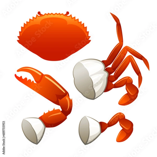 Fototapeta Seafood Raw crab isolated on white background. Hand drawn sketch of crab. Vector illustration. Fresh organic seafood.