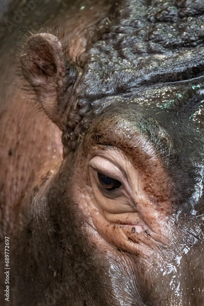 Fototapeta Part of the head of an amphibian hippopotamus in water.