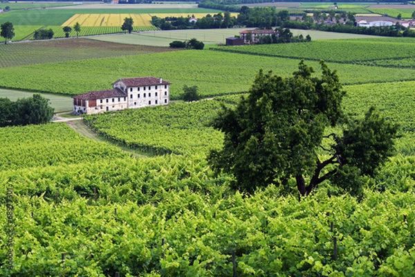 Obraz View of vines on a hill in the north east of Italy