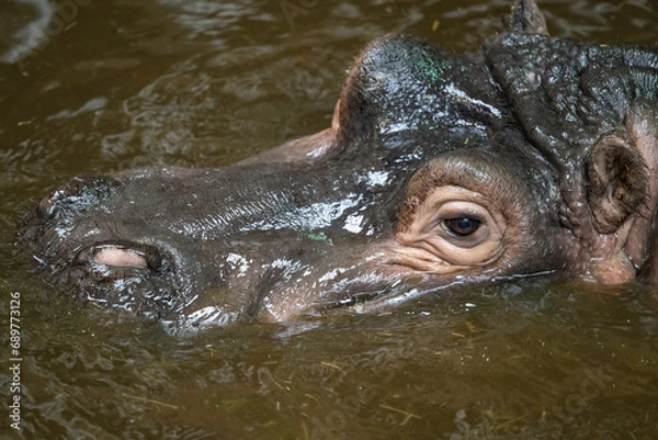 Fototapeta Part of the head of an amphibian hippopotamus in water.