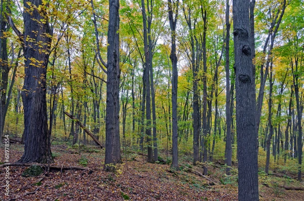 Obraz Fall's colorful trees