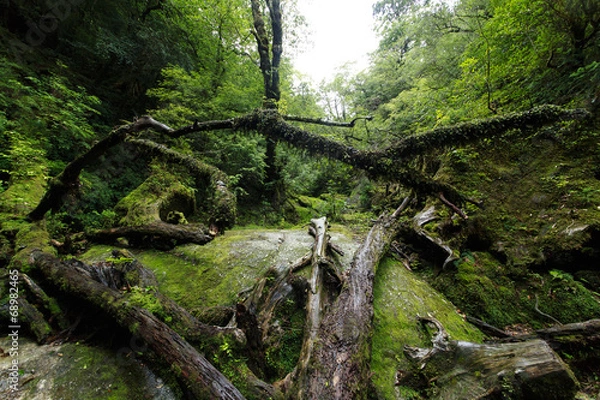 Obraz 屋久島の自然