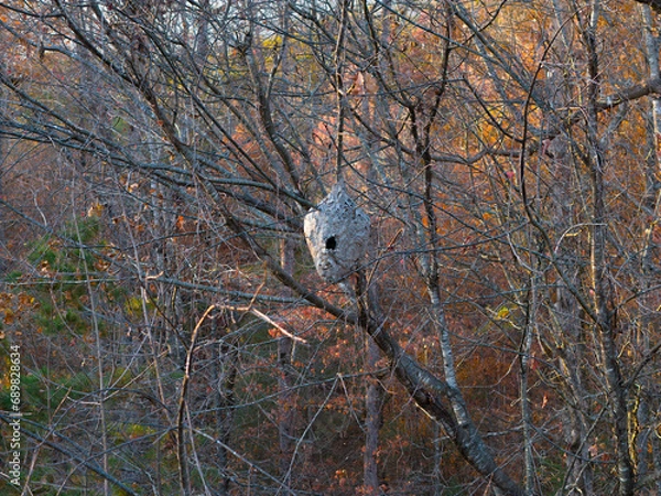 Obraz Hornet nest in top of tree in the fall