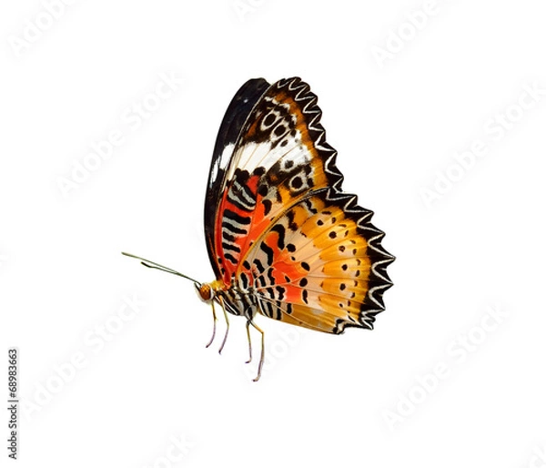 Obraz butterfly isolated on white background
