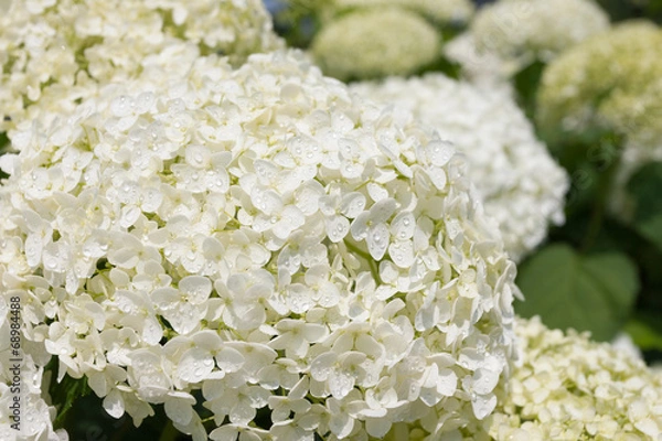 Fototapeta アジサイの花