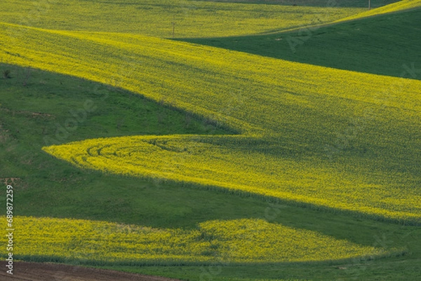 Fototapeta Landscape with rapeseed in Transylvania
