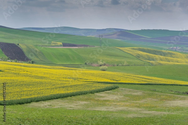 Fototapeta Landscape with rapeseed and hills in Transylvani country side