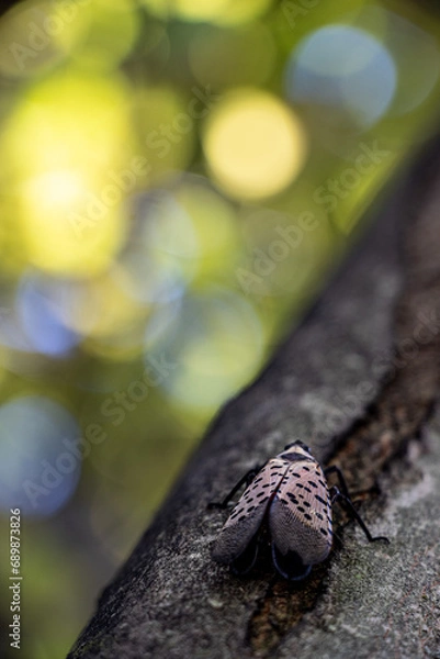 Obraz Spotted Lanternfly Rests Upon Branch