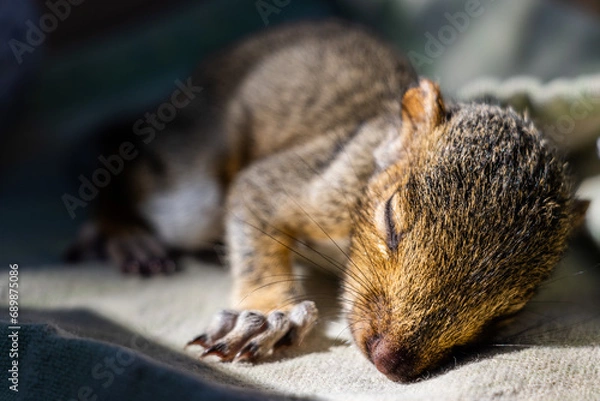 Obraz Sleeping Baby Squirrel II