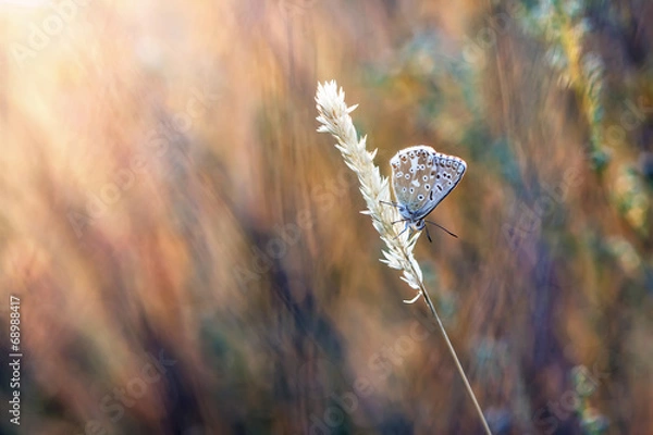 Obraz natural background blues butterfly in the grass