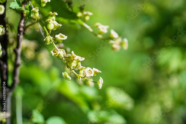 Obraz Close up of currant bush with white flowers and green leaves.