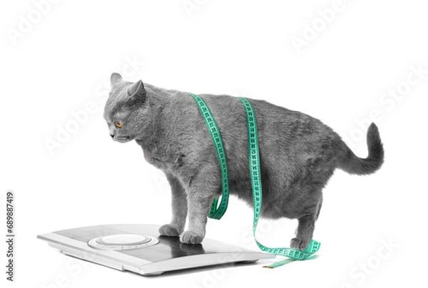 Fototapeta British cat stands on scales wearing a measuring tape on a white background, weight control