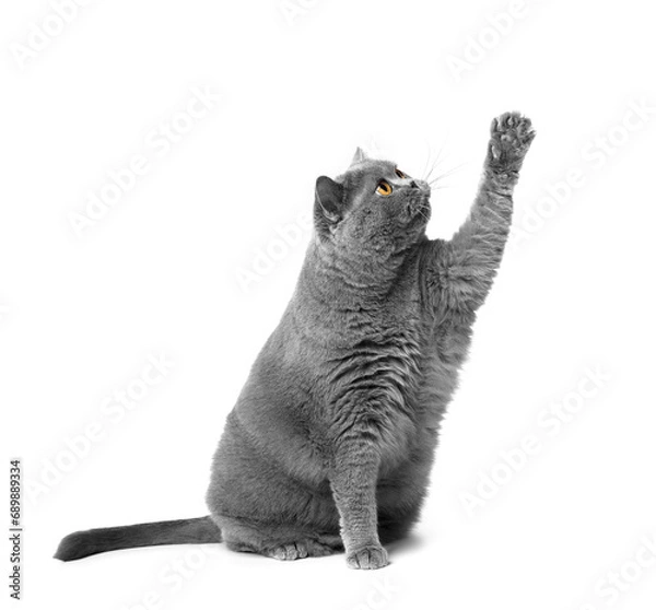 Obraz Gray british cat sits on a white background, raising his paw