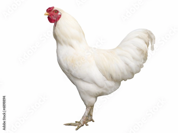 Fototapeta Proud white cock isolated on white