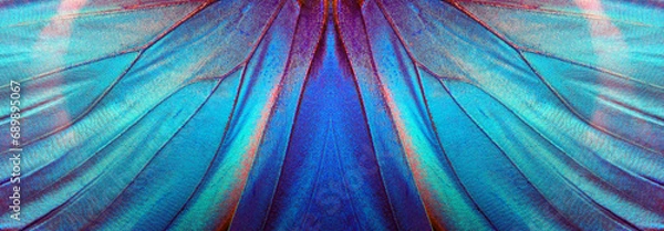 Fototapeta blue color in nature. wings of a blue tropical morpho butterfly. abstract pattern from morpho wings. butterfly wings texture background.