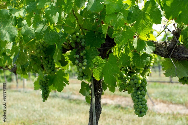 Obraz Wine grapes ripening on the vine in a Virginia vineyard.