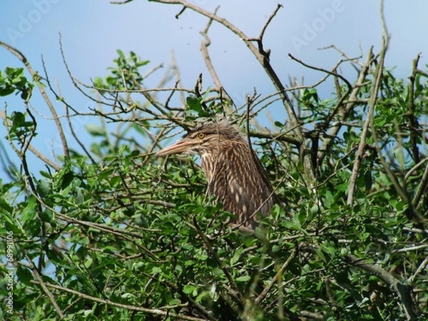 Fototapeta bihoreau gris