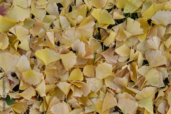 Obraz イチョウ　紅葉