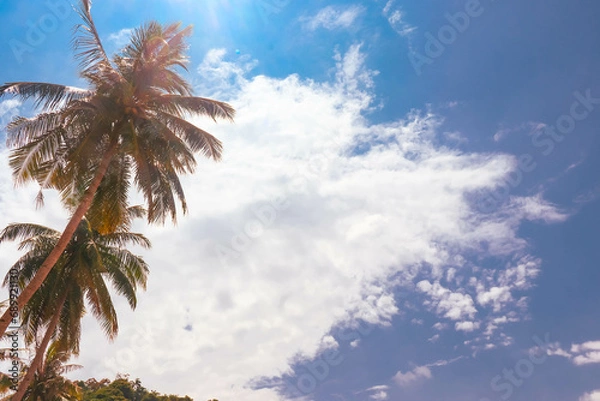 Fototapeta Coconut Palm Trees With Blue Sky Background