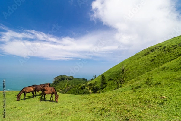 Obraz 広大な土地で草を食べる2頭の御崎馬