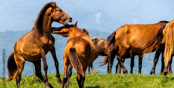 Obraz 戯れ合う都井岬の馬