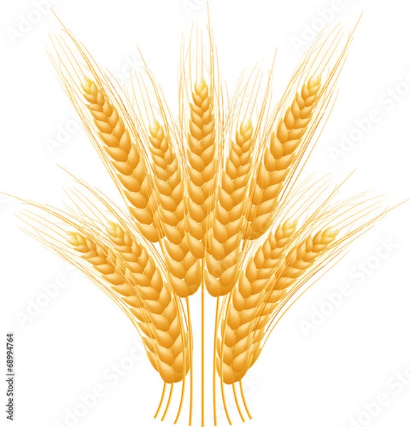 Fototapeta Ripe Ears wheat set. Isolated detailed template.