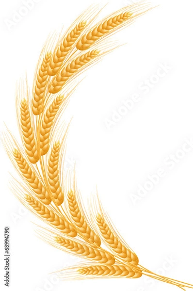 Obraz Ripe Ears wheat set. Isolated detailed template.