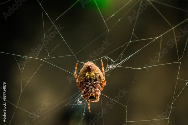 Obraz Araña