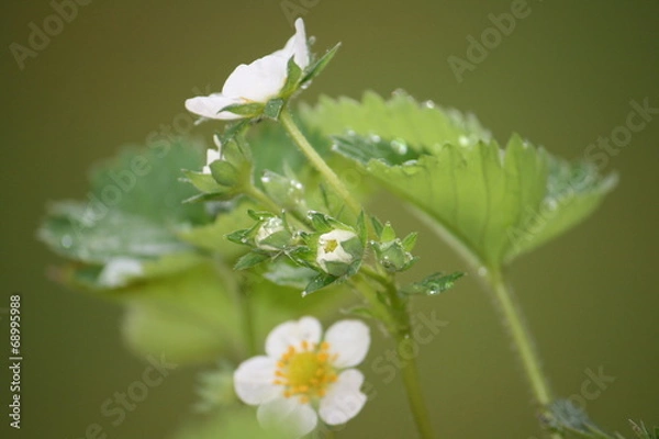 Obraz Erdbeerblüte im Regen