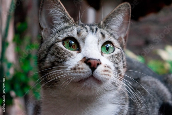 Fototapeta Mirada felina