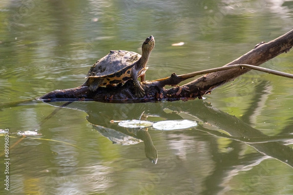 Fototapeta Animal in Nation Garden of Bangladesh