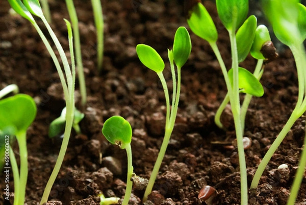 Obraz sprouts planted in the garden