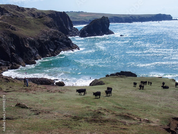Obraz Stock farming at the Cornwall coastline