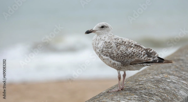 Fototapeta European herring gull Larus argentatus, sits on groyne wall