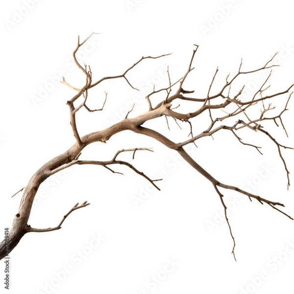 Fototapeta Dry tree branch isolated on transparent background