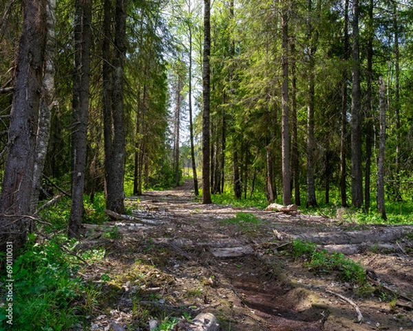 Fototapeta For example, a section of road through a swampy area lined with felled trees leads to a logging site.