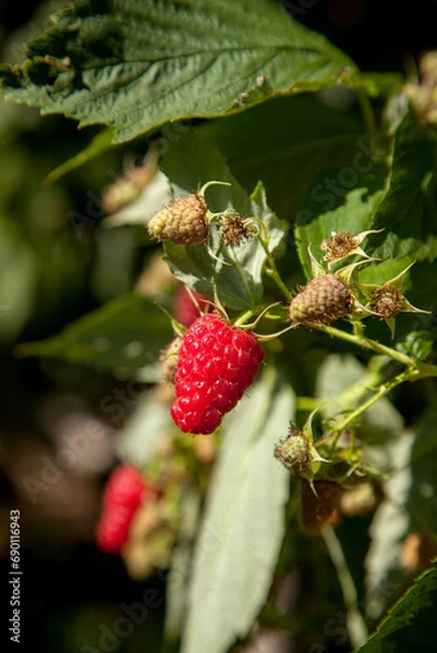 Fototapeta Ripe and unripe raspberry in the fruit garden. Growing natural bush of raspberry. Branch of raspberry in sunlight.