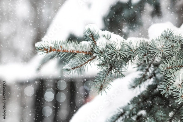 Obraz Winter. Snow is falling. Blue fir branches covered with snow on a winter day, close-up. Beautiful diffused light.