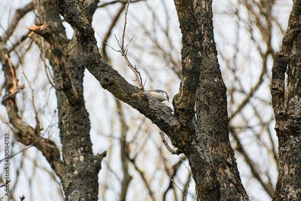 Fototapeta 冬の森とゴジュウカラ