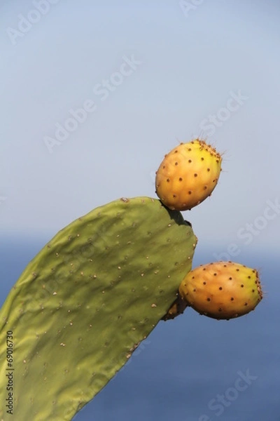 Obraz Figue de barbarie