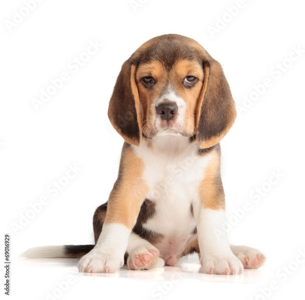 Obraz Cute Beagle Puppy