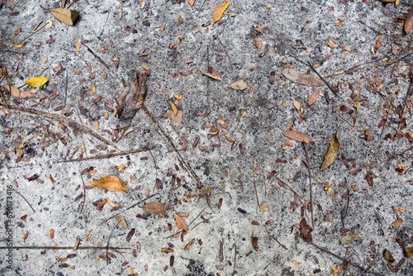 Obraz Dead leaves shot ideal for backgrounds and textures