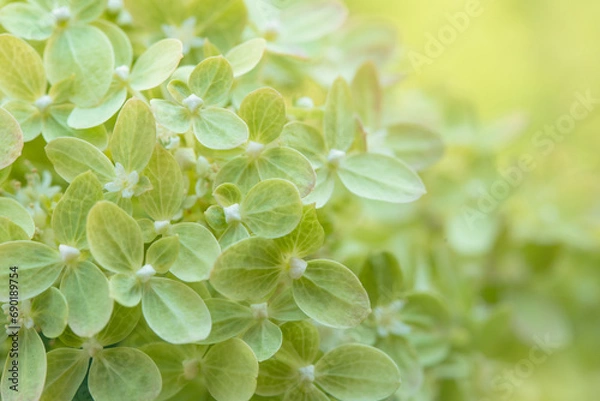 Fototapeta Hydrangea paniculata sort Limelight: hydrangea with green flowers blooms in the garden in summer