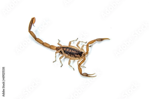 Fototapeta Bark Scorpion