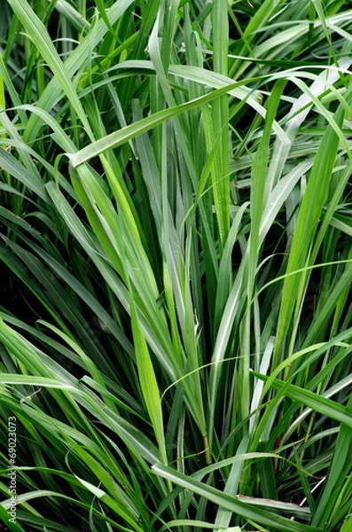 Obraz レモングラス