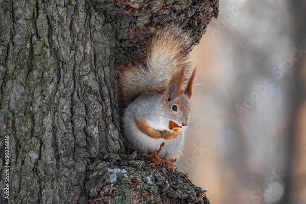 Obraz Squirrel on the tree holding whole hazelnut