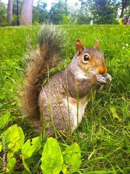 Fototapeta  Squirrel eating